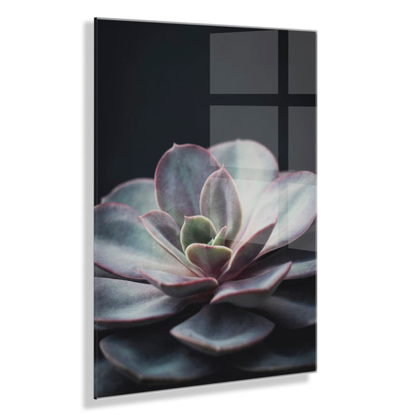 kate & laurel Lavender Succulent Floating Acrylic Art by Emiko and Mark Franzen of F2Images