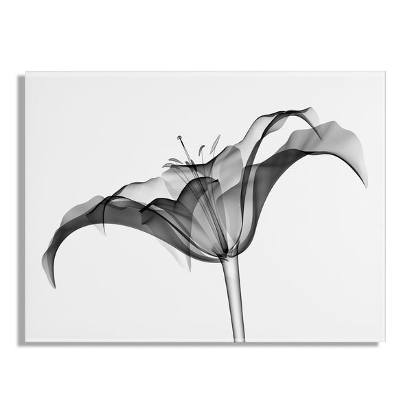 Kate & Laurel Lily X Ray Floral Floating Acrylic Art By The Creative Bunch Studio