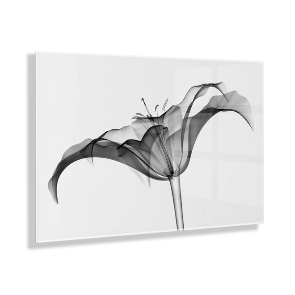 kate & laurel Lily X Ray Floral Floating Acrylic Art by The Creative Bunch Studio