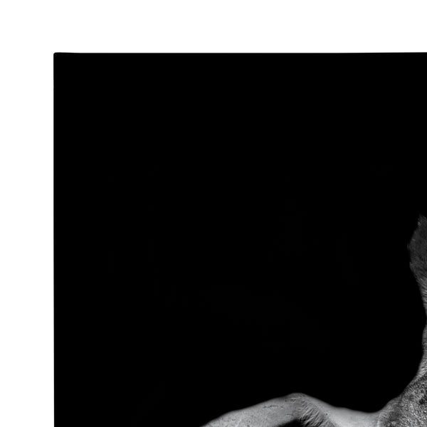 Kate & Laurel Minimalist Animal Portrait On Black Canvas By The Creative Bunch Studio