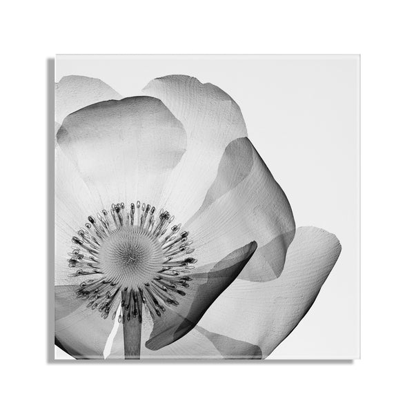 Kate & Laurel Poppy X Ray Floral Floating Acrylic Art By The Creative Bunch Studio