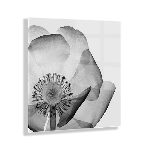 kate & laurel Poppy X Ray Floral Floating Acrylic Art by The Creative Bunch Studio