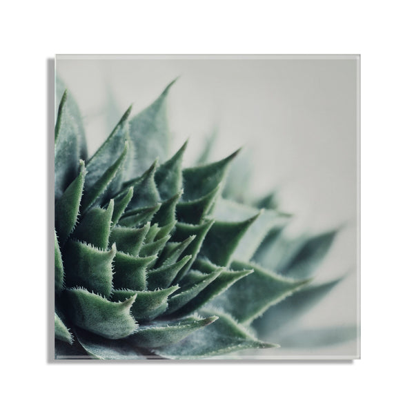Kate & Laurel Radical Succulent Floating Acrylic Art By Emiko And Mark Franzen Of F2Images