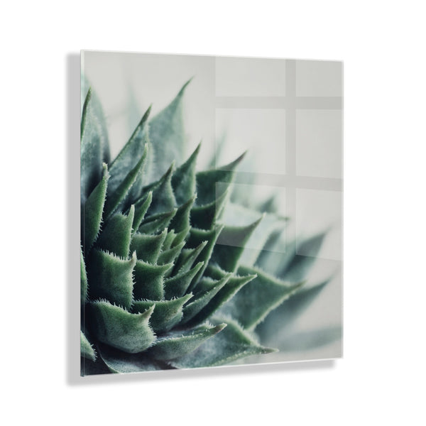 kate & laurel Radical Succulent Floating Acrylic Art by Emiko and Mark Franzen of F2Images