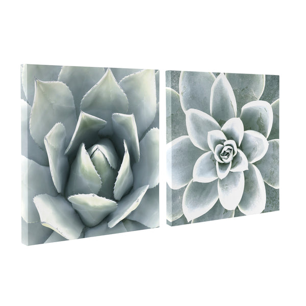 kate & laurel Soft Botanical Succulents by The Creative Bunch Studio