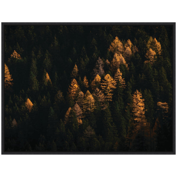 Kate & Laurel Sylvie Autumnal Mountain Pines During Sunset Framed Canvas By Michael Schauer