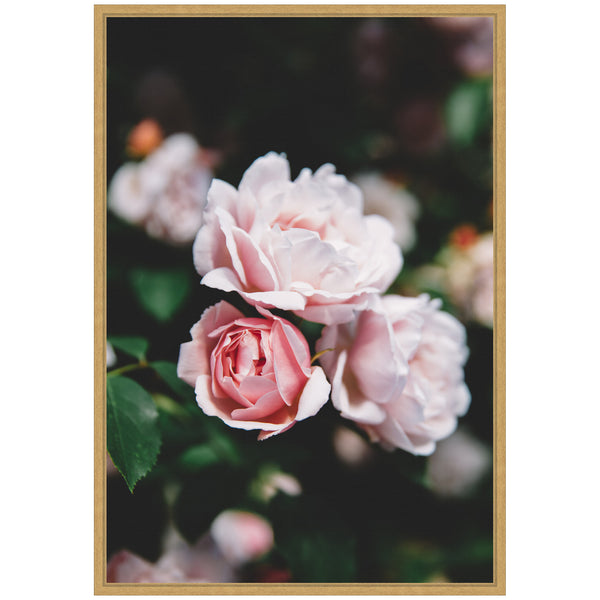 Kate & Laurel Sylvie Delicate Light Pink Rose Floral Framed Canvas By Patricia Hasz Of Patricia Rae Photography
