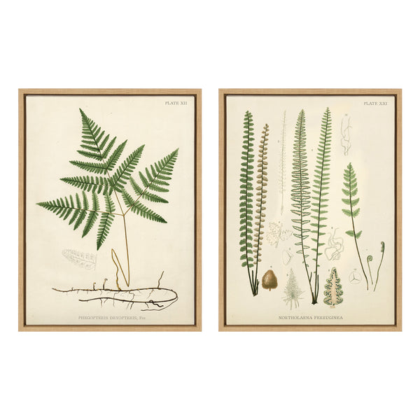 Kate & Laurel Sylvie Ferns Framed Canvas Set By Corinna Buchholz Of Piddix