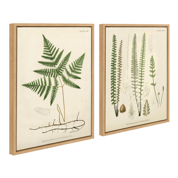 Kate & Laurel Sylvie Ferns Framed Canvas Set By Corinna Buchholz Of Piddix