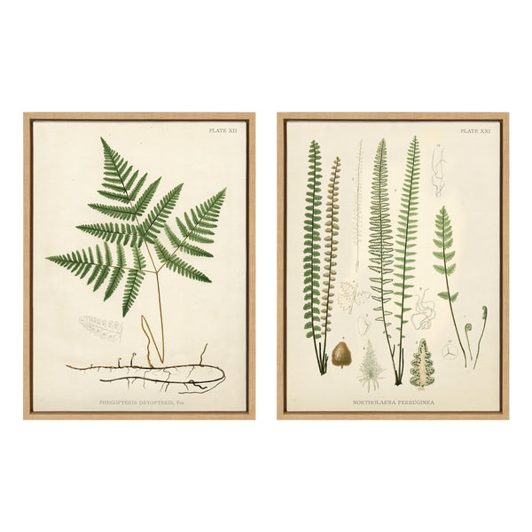 kate & laurel Sylvie Ferns Framed Canvas Set by Corinna Buchholz of Piddix