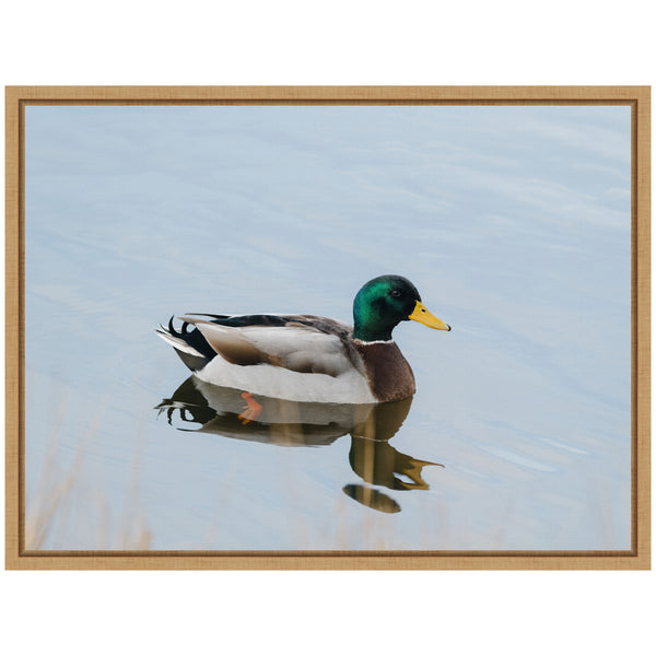 Kate & Laurel Sylvie Mallard Duck Framed Canvas By Crystal Lynn Collins
