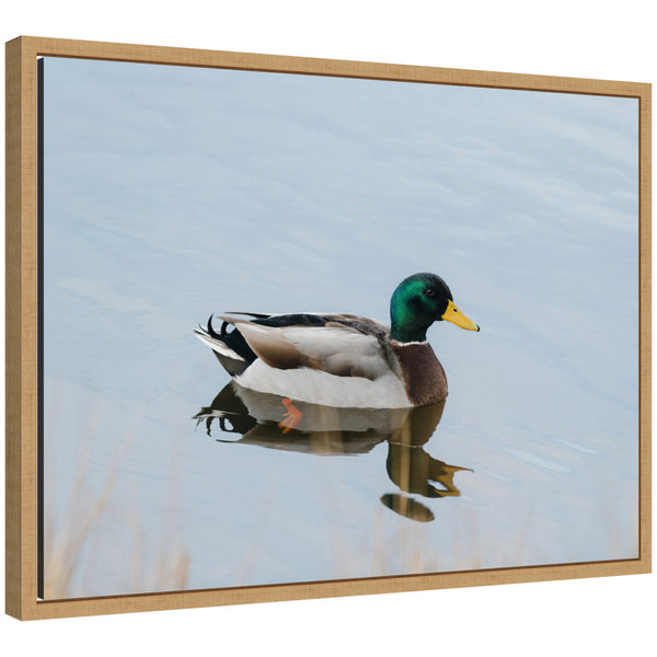 kate & laurel Sylvie Mallard Duck Framed Canvas by Crystal Lynn Collins