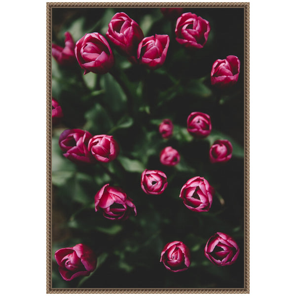 Kate & Laurel Sylvie Moody Dark Pink Tulips In Bloom Framed Canvas By Patricia Hasz Of Patricia Rae Photography