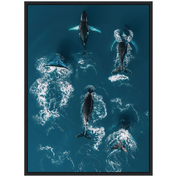 Kate & Laurel Sylvie School Of Humpback Whales In The Blue Ocean Framed Canvas By Michael Schauer
