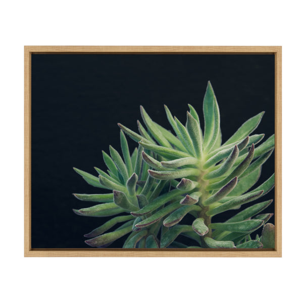 kate & laurel Sylvie Succulent 13 Framed Canvas by F2 Images