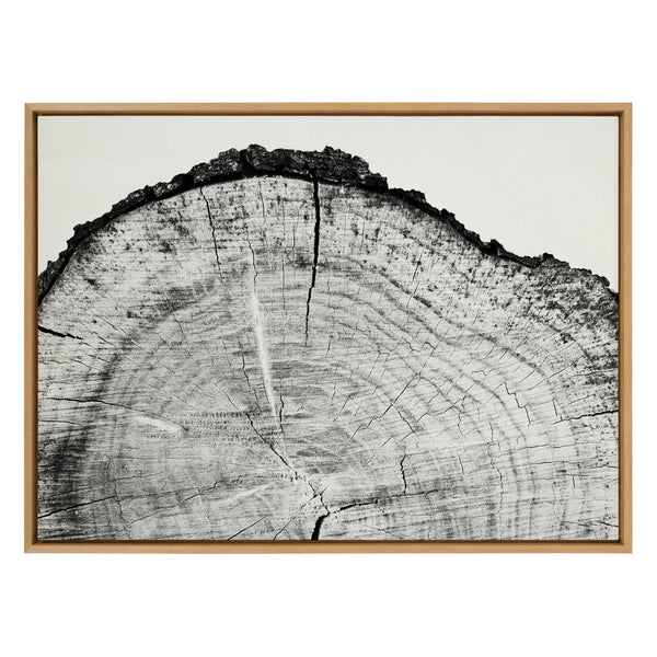 Kate & Laurel Sylvie Tree Rings BW Framed Canvas By Emiko And Mark Franzen Of F2Images
