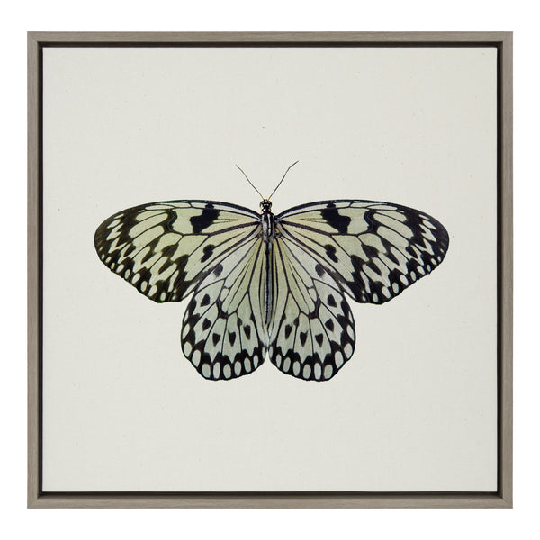 Kate & Laurel Sylvie Two Tone Butterfly Framed Canvas By Robert Cadloff Of Bomobob