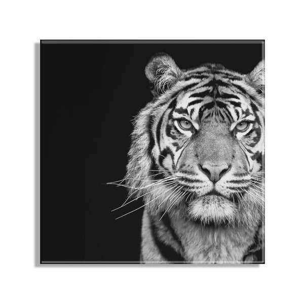 Kate & Laurel Tiger Minimalist Animal Portrait On Black Close Crop Floating Acrylic Art By The Creative Bunch Studio