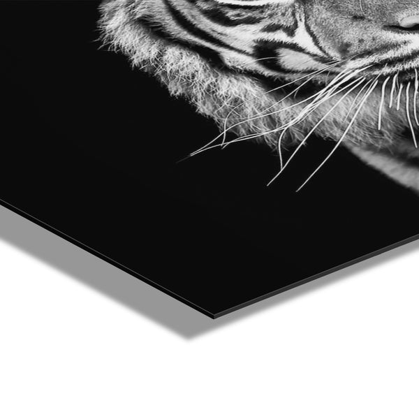 Kate & Laurel Tiger Minimalist Animal Portrait On Black Close Crop Floating Acrylic Art By The Creative Bunch Studio