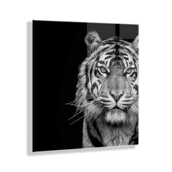 kate & laurel Tiger Minimalist Animal Portrait on Black Close Crop Floating Acrylic Art by The Creative Bunch Studio
