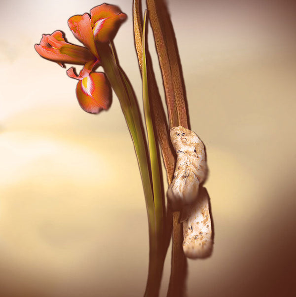 Keiko Mecheri Fragrances LADY POINTE