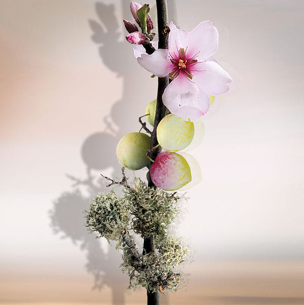 Keiko Mecheri Fragrances UMÉ