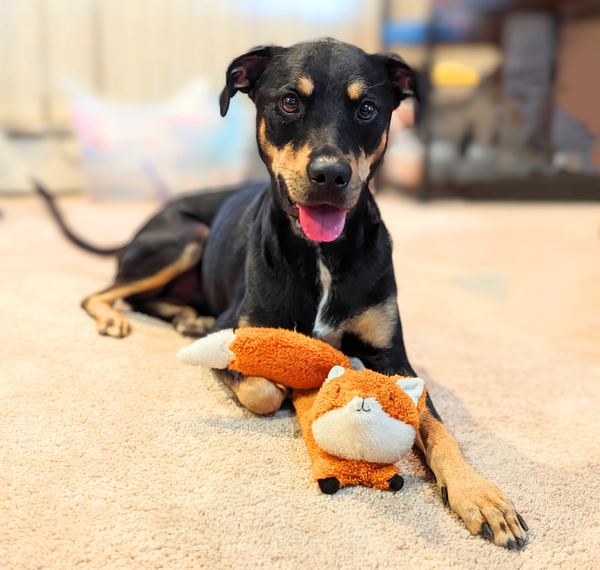 Kikkerland Kobe Flying Fox Toy