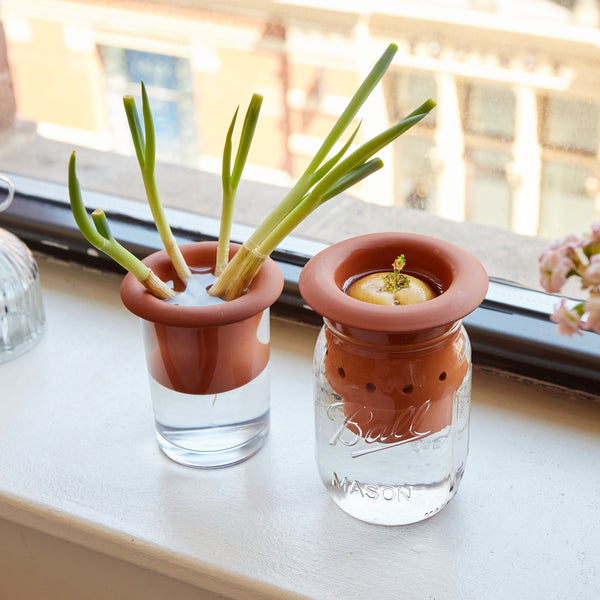 kikkerland Terracotta Regrower