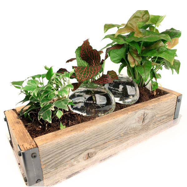 Kikkerland Water From A Stone