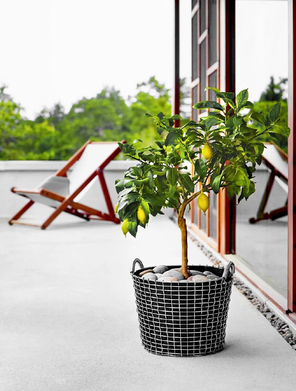 Korbo Planting Bag 24