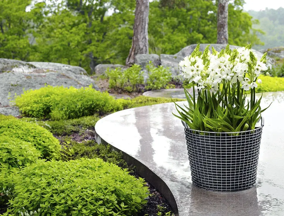 Korbo Planting Bag 50