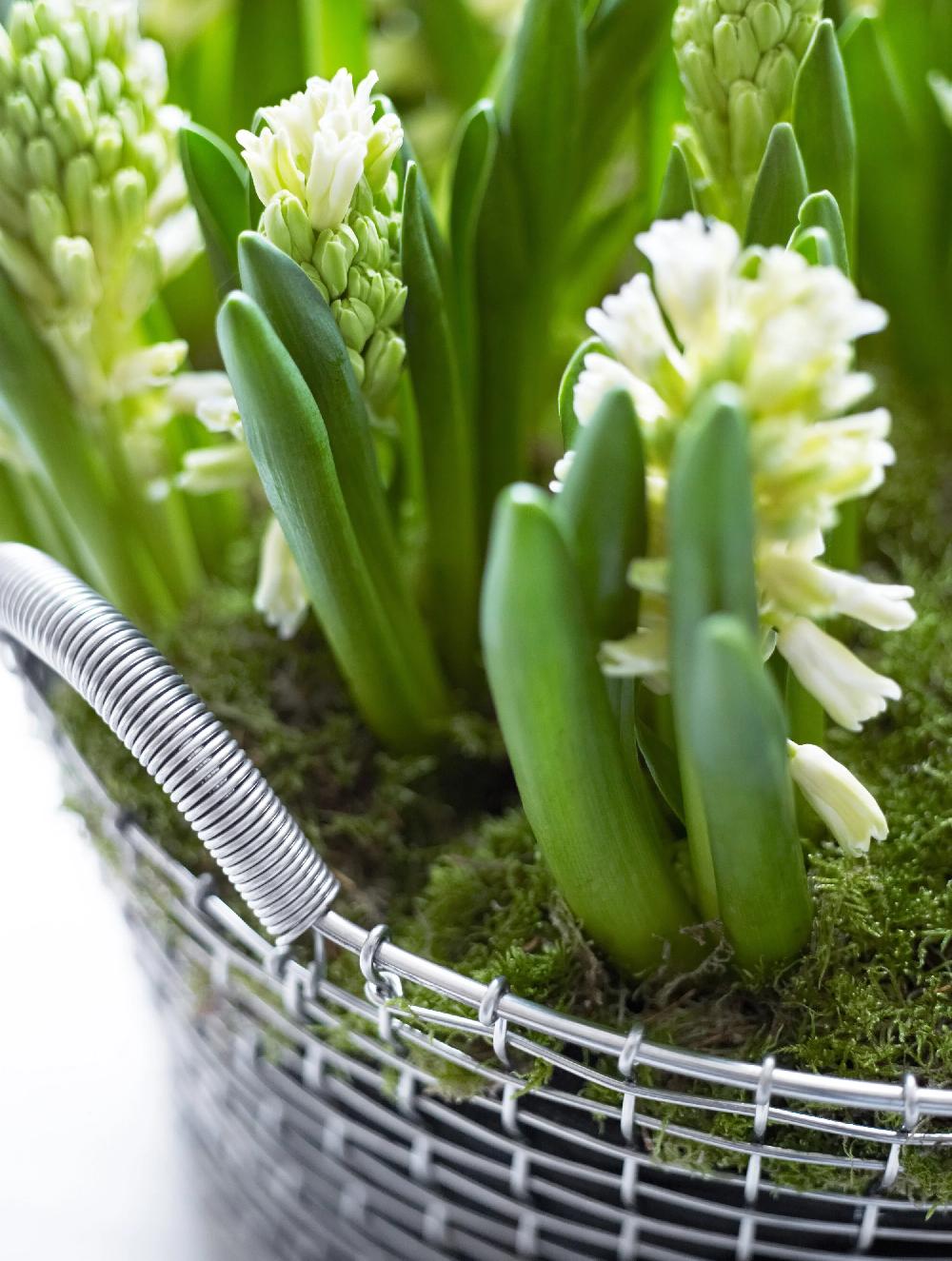 Korbo Planting Bag 65