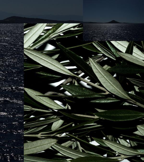 Korres Pure Greek Olive Body Cream Olive Blossom