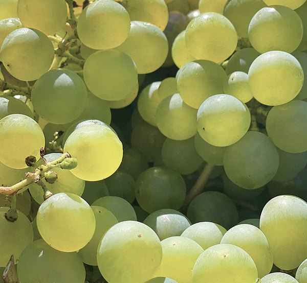 korres Santorini Grape Poreless Skin Perfecting Toner