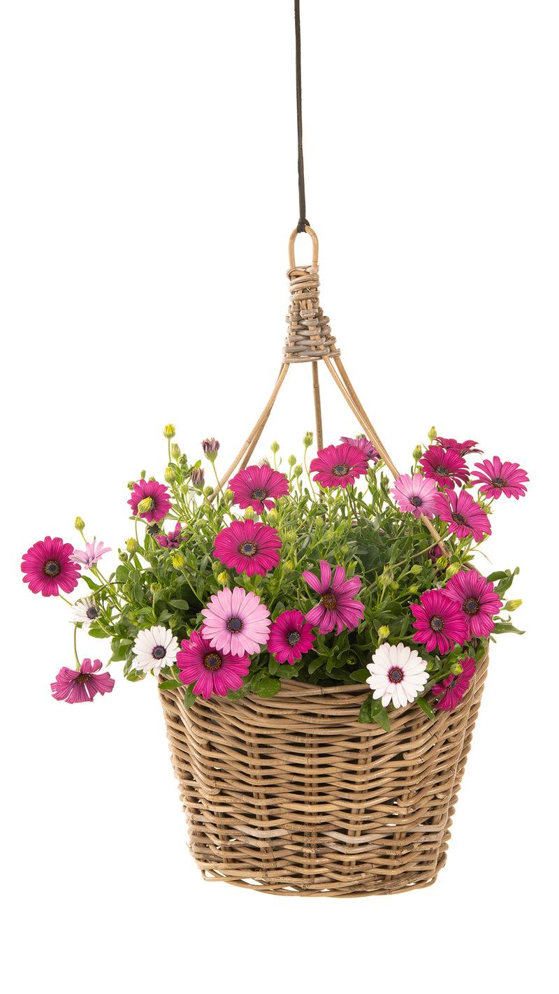 Kouboo Kobo Rattan Hanging Wall Basket And Planter Brown-Gray
