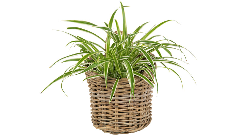 Kouboo Kobo Rattan Wall Basket Small