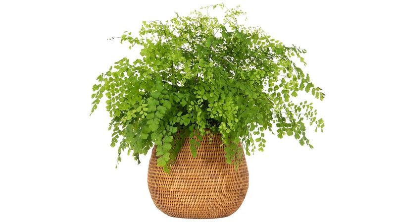 Kouboo La Jolla Coco Rattan Planter And Bowl
