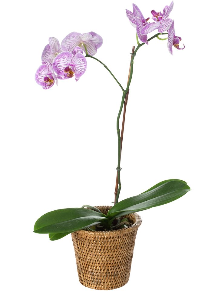 kouboo La Jolla Rattan Indoor Planter