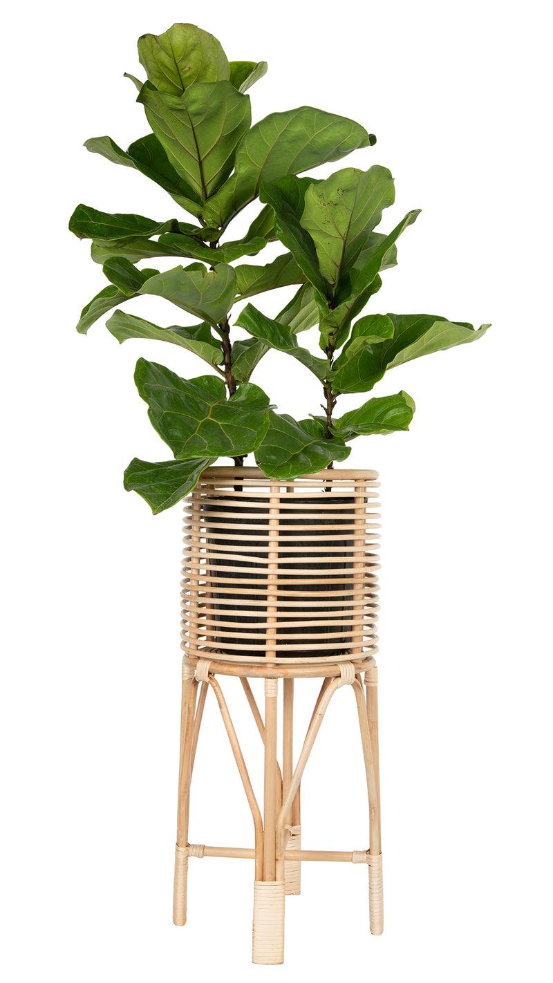 Kouboo Rattan Indoor Plant Stand Medium Natural