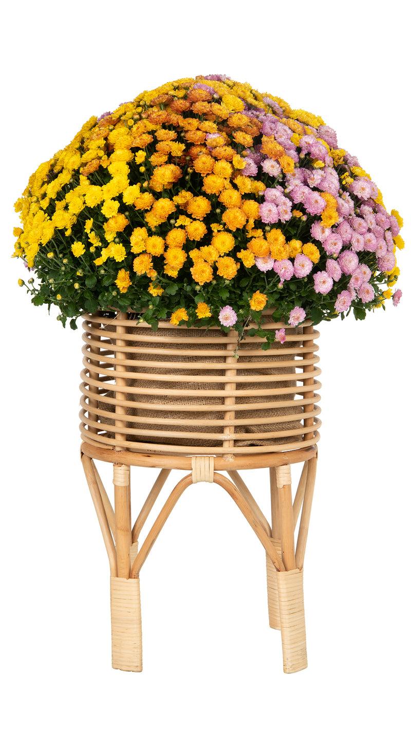 Kouboo Rattan Indoor Plant Stand Small Natural