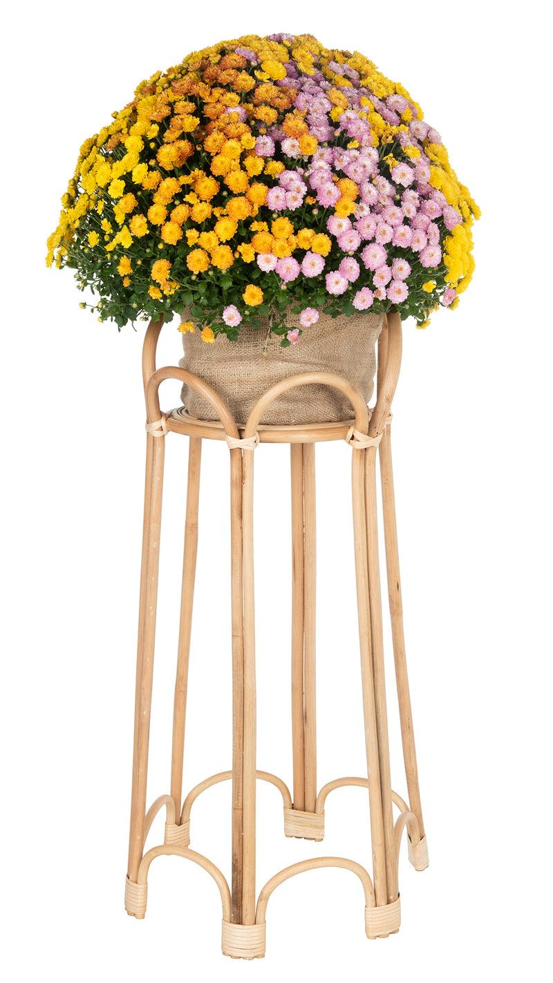 Kouboo Rattan Loop Indoor Plant Stand 26 Inches Natural