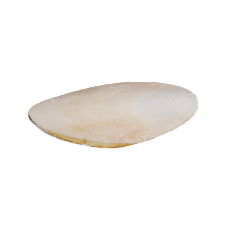 5" Cuttlebone For Birds
