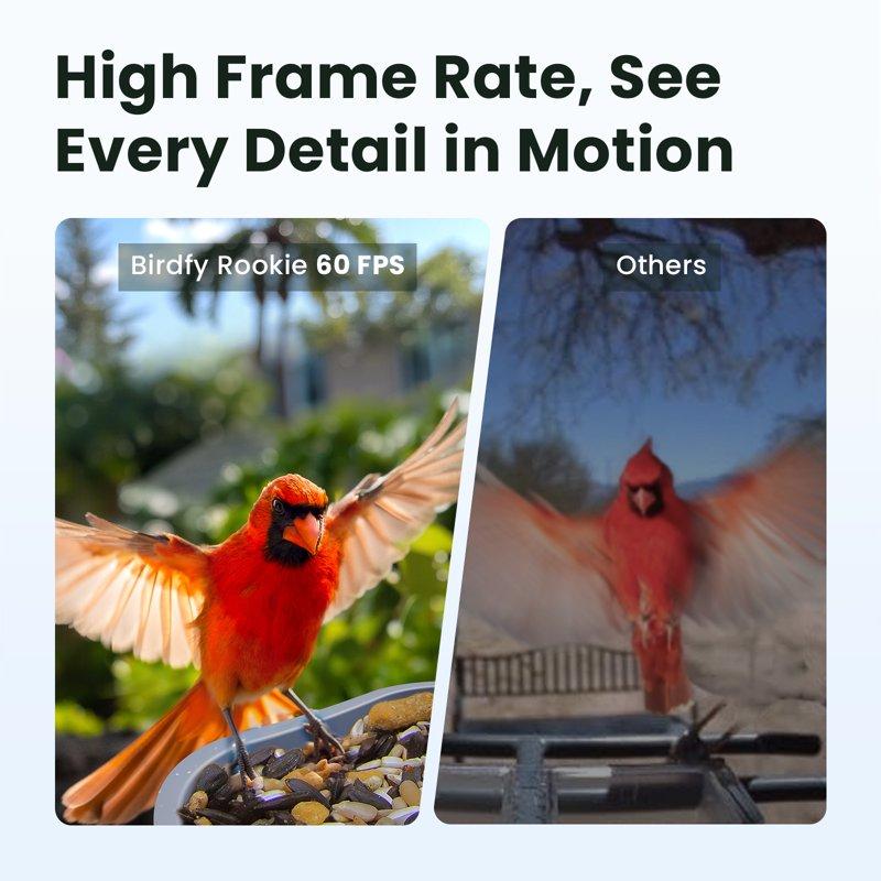 Birdfy Smart Bird Feeder With Camera 60FPS Smooth Video AI Bird Identification & Instant Alerts Auto Capture Perfect Gift For Bird Lovers
