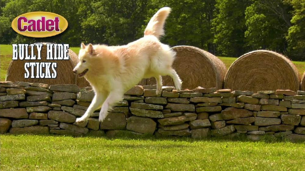 Cadet Bully Hide Sticks All-Natural Dog Chews Small Bully Stick Small (5 Count)