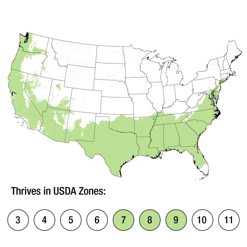 Encore Azalea Autumn Angel (1 Gallon) White Flowering Shrub - Full Sun Live Outdoor Plant