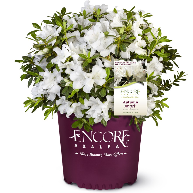 Encore Azalea Autumn Angel (1 Gallon) White Flowering Shrub - Full Sun Live Outdoor Plant