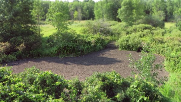 Evolved Harvest Mega Plot Series Wild Game Food Plot Seed High Protein