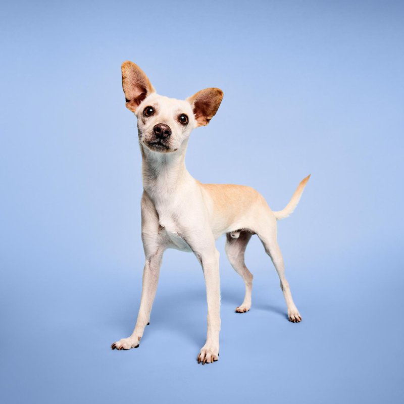 Paul Mitchell Pet Awapuhi Shine Spray 8.5 Oz