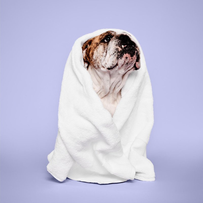 Paul Mitchell Pet Calming Lavender Mint Spray 8.5 Oz