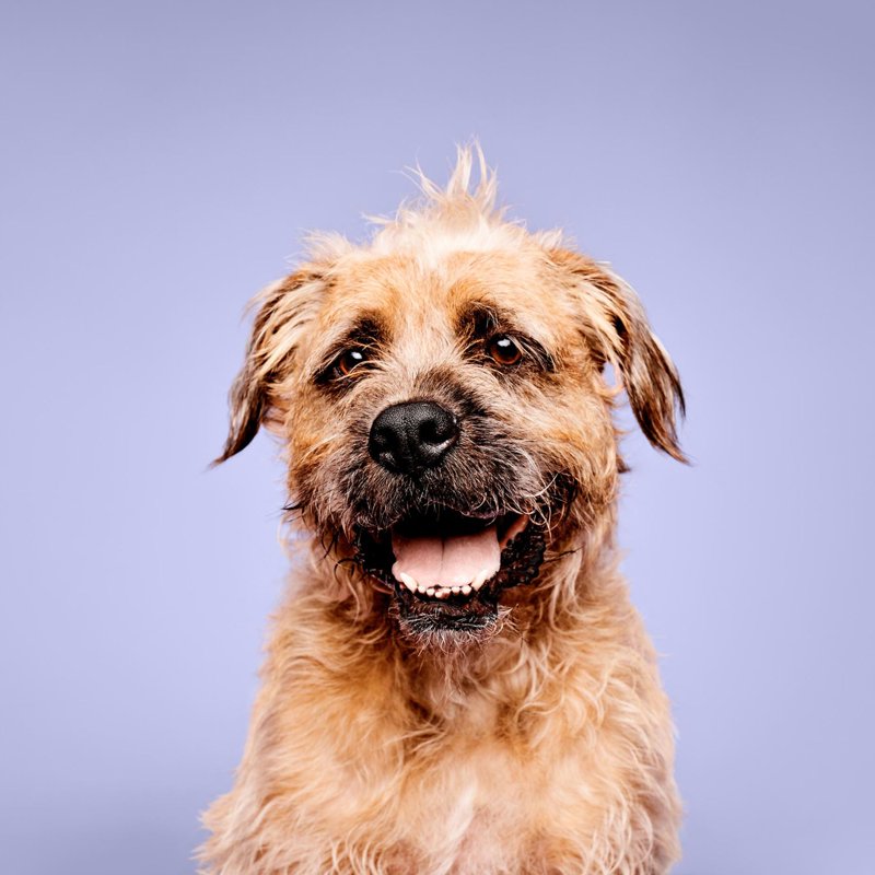 Paul Mitchell Pet Calming Lavender Mint Spray 8.5 Oz